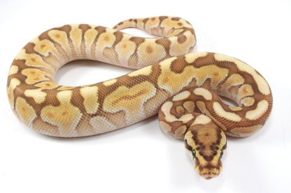 Lesser Spotnose Ball Python