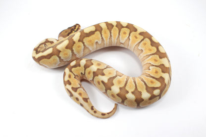 Lesser Spotnose Ball Python