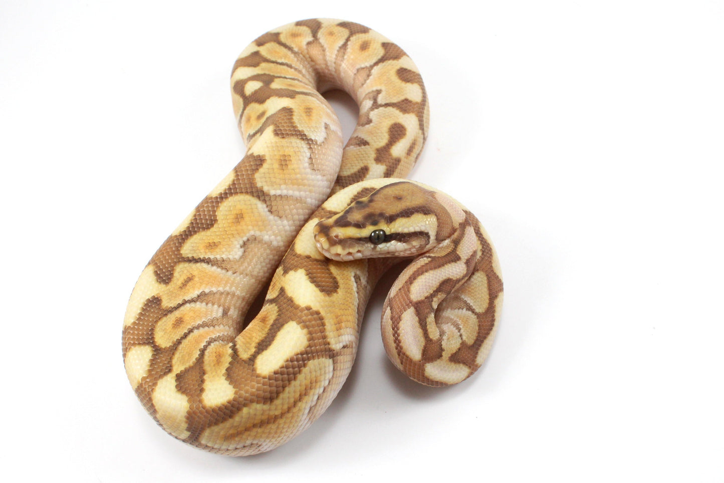 Lesser Spotnose Ball Python