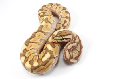 Lesser Spotnose Ball Python