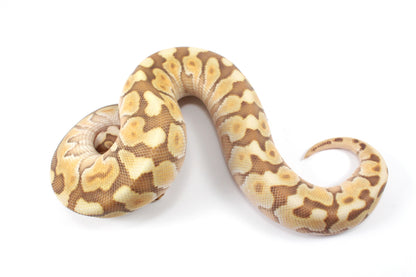 Lesser Spotnose Ball Python