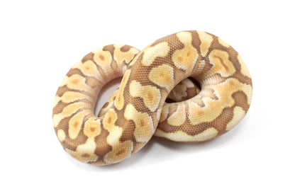 Lesser Spotnose Ball Python