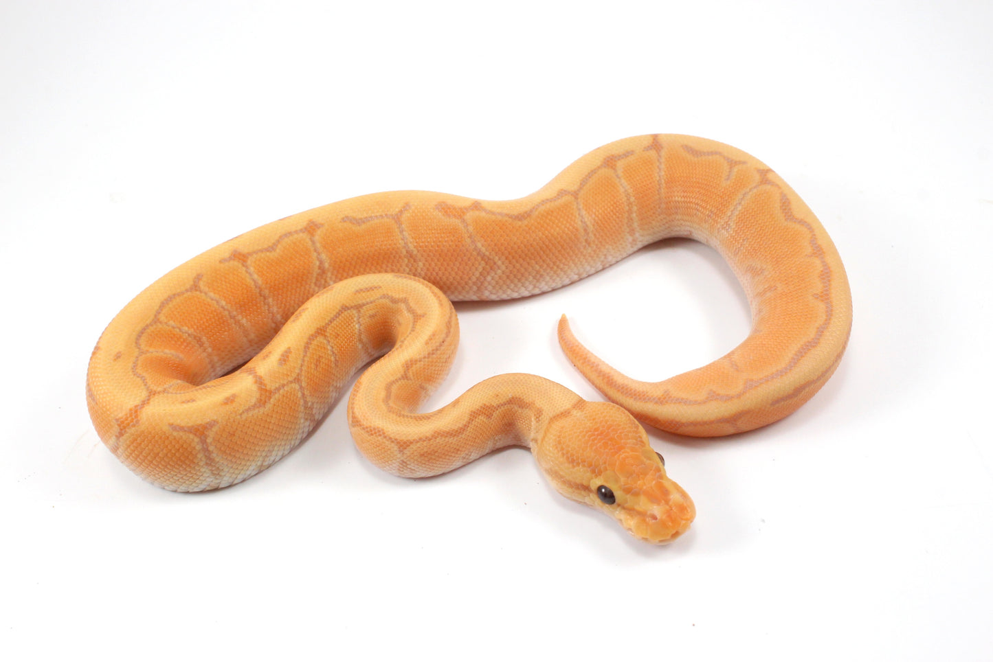 Banana Orange Dream Pinstripe Ball Python