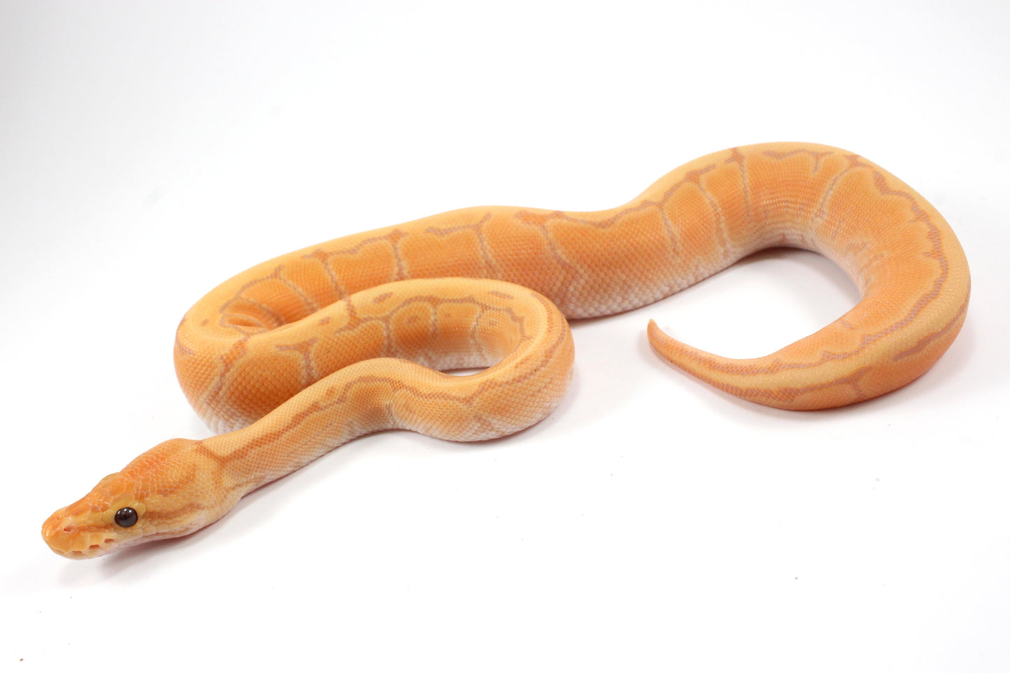 Banana Orange Dream Pinstripe Ball Python