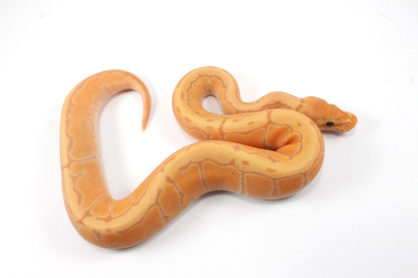 Banana Orange Dream Pinstripe Ball Python