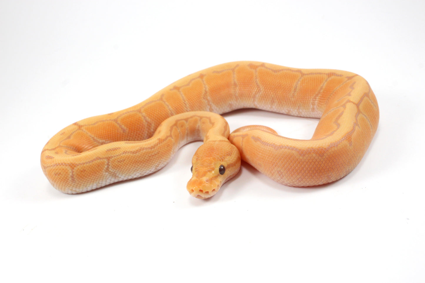 Banana Orange Dream Pinstripe Ball Python