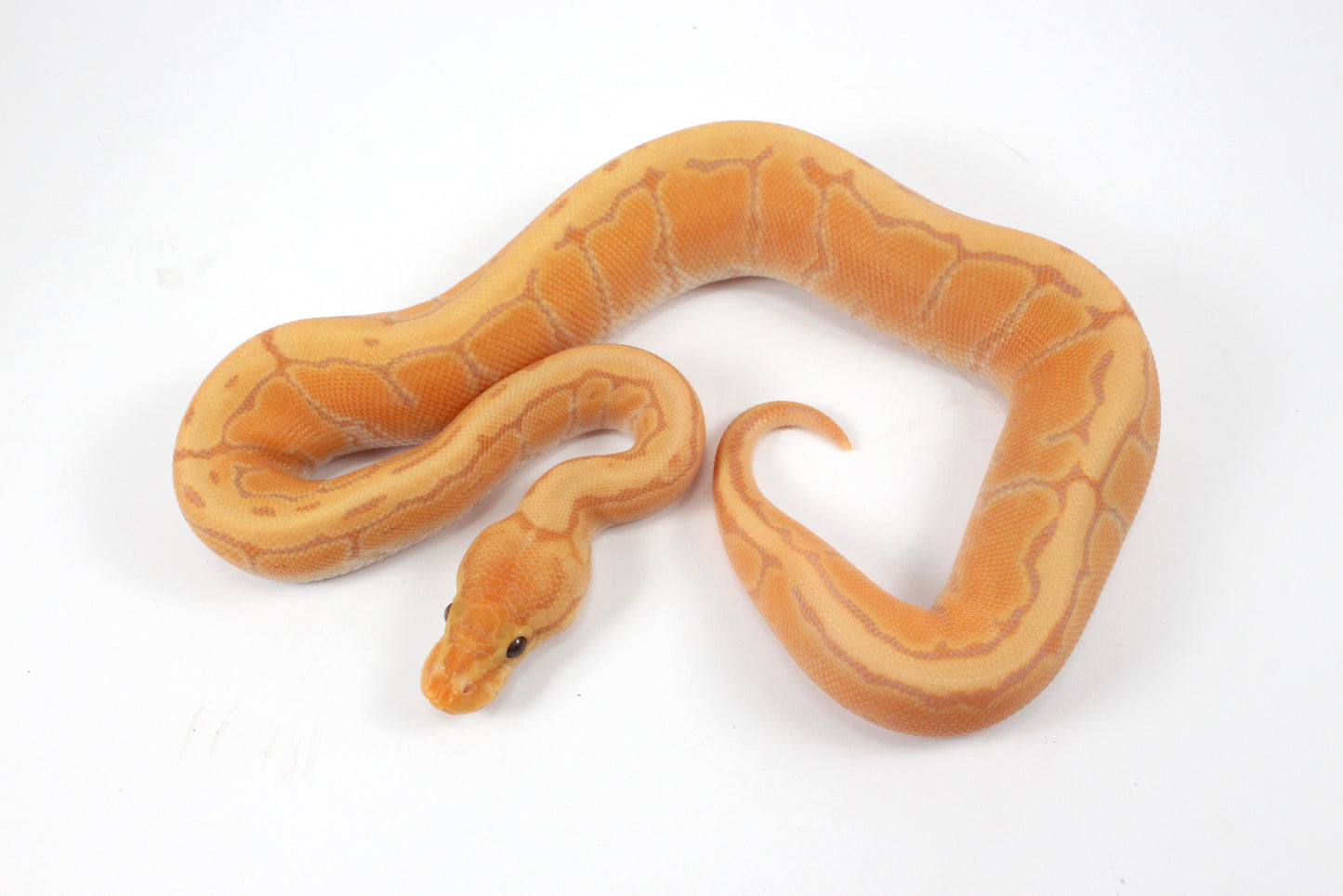 Banana Orange Dream Pinstripe Ball Python
