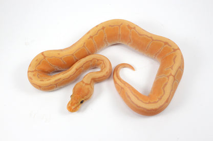 Banana Orange Dream Pinstripe Ball Python