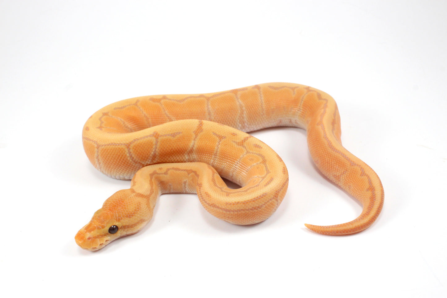 Banana Orange Dream Pinstripe Ball Python
