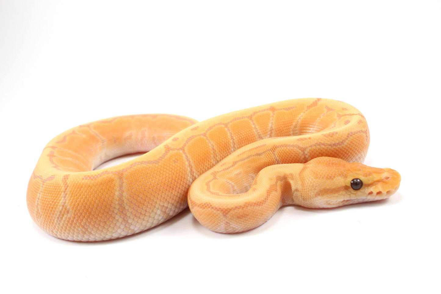 Banana Orange Dream Pinstripe Ball Python