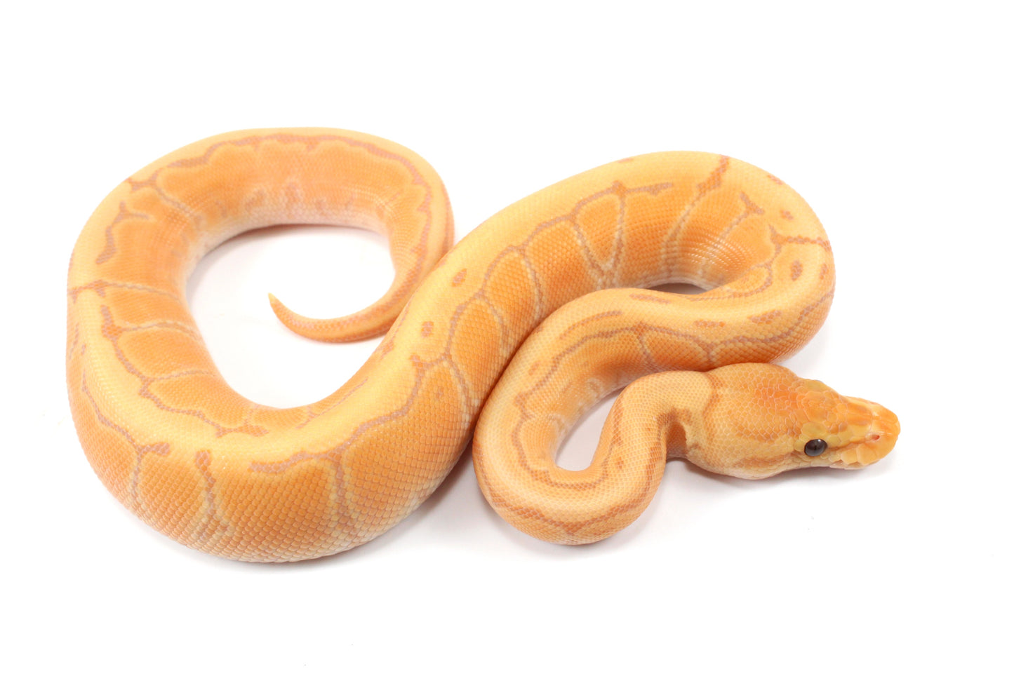 Banana Orange Dream Pinstripe Ball Python