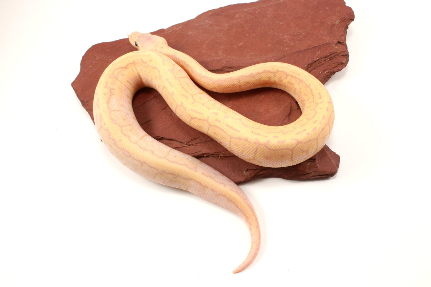 Banana Lemonblast Ball Python