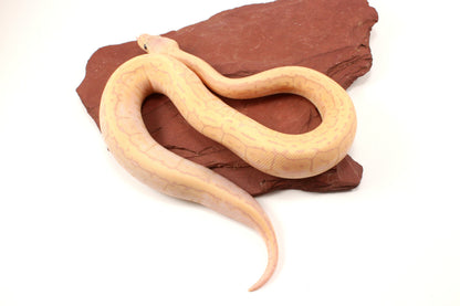 Banana Lemonblast Ball Python