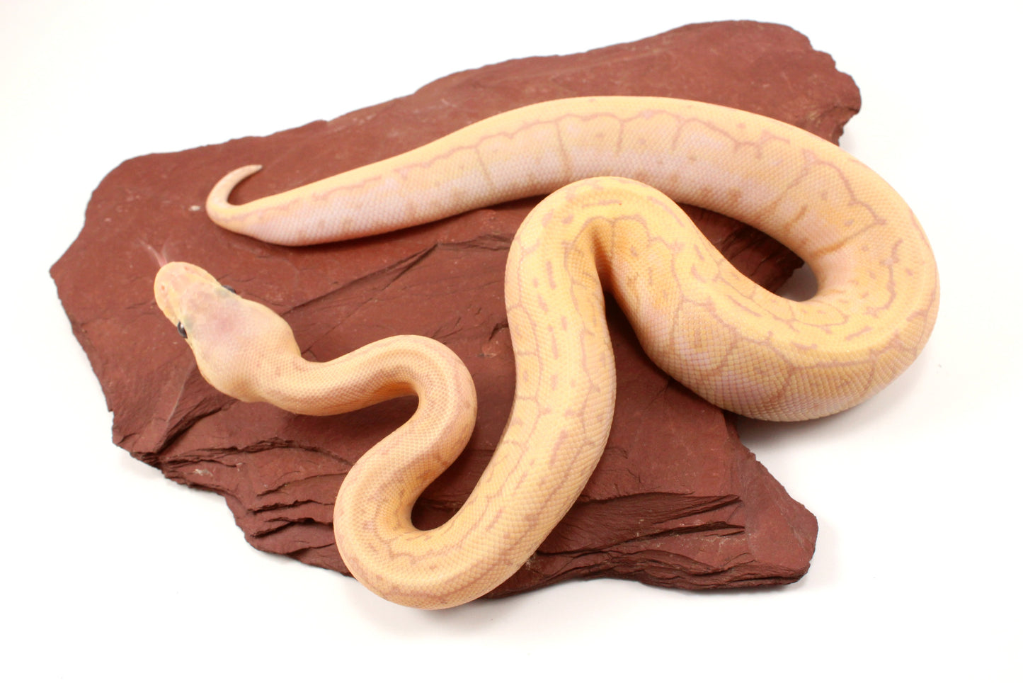 Banana Lemonblast Ball Python
