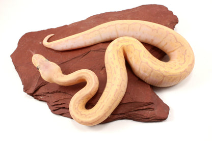 Banana Lemonblast Ball Python