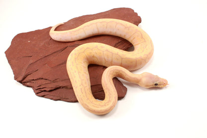 Banana Lemonblast Ball Python
