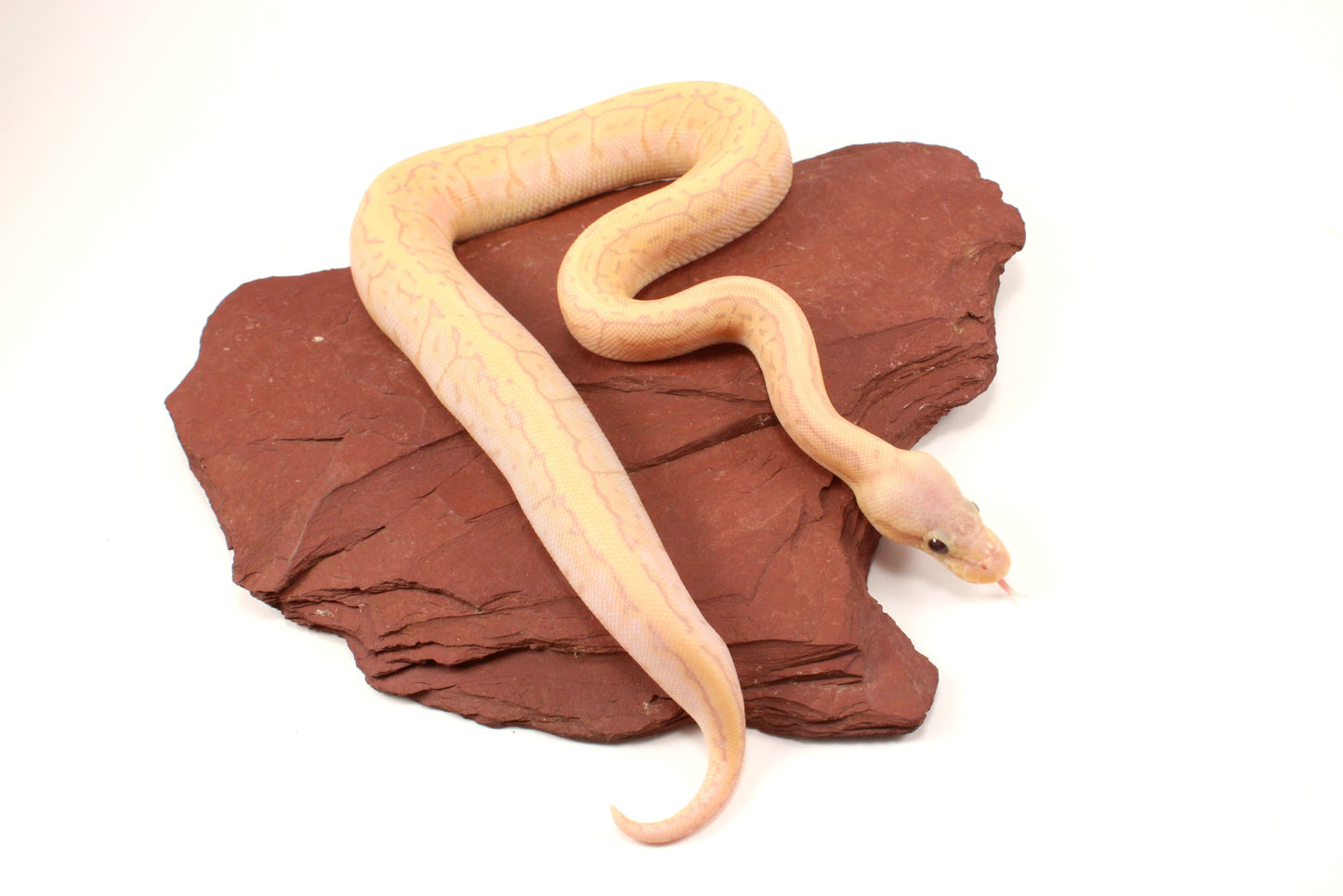 Banana Lemonblast Ball Python