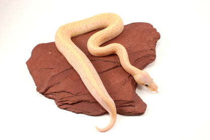 Banana Lemonblast Ball Python