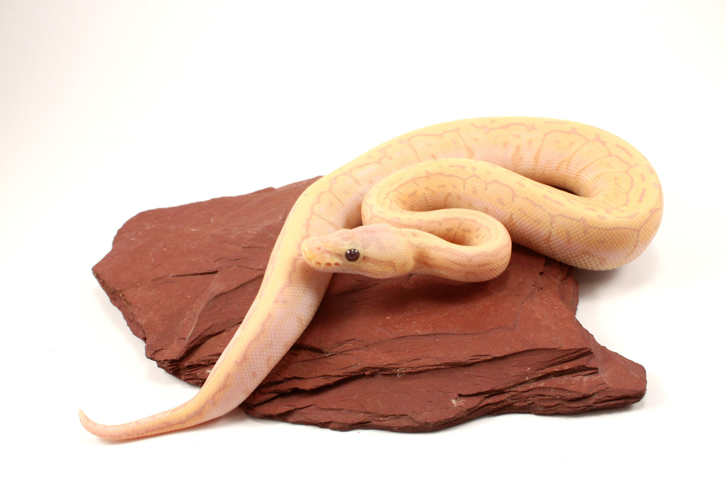 Banana Lemonblast Ball Python
