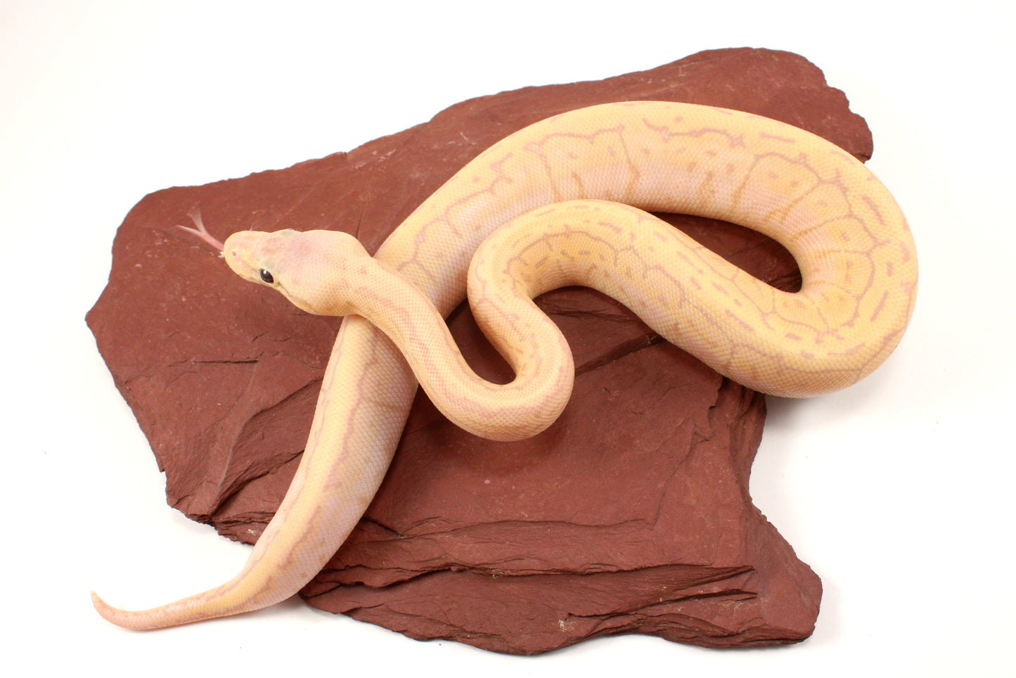 Banana Lemonblast Ball Python