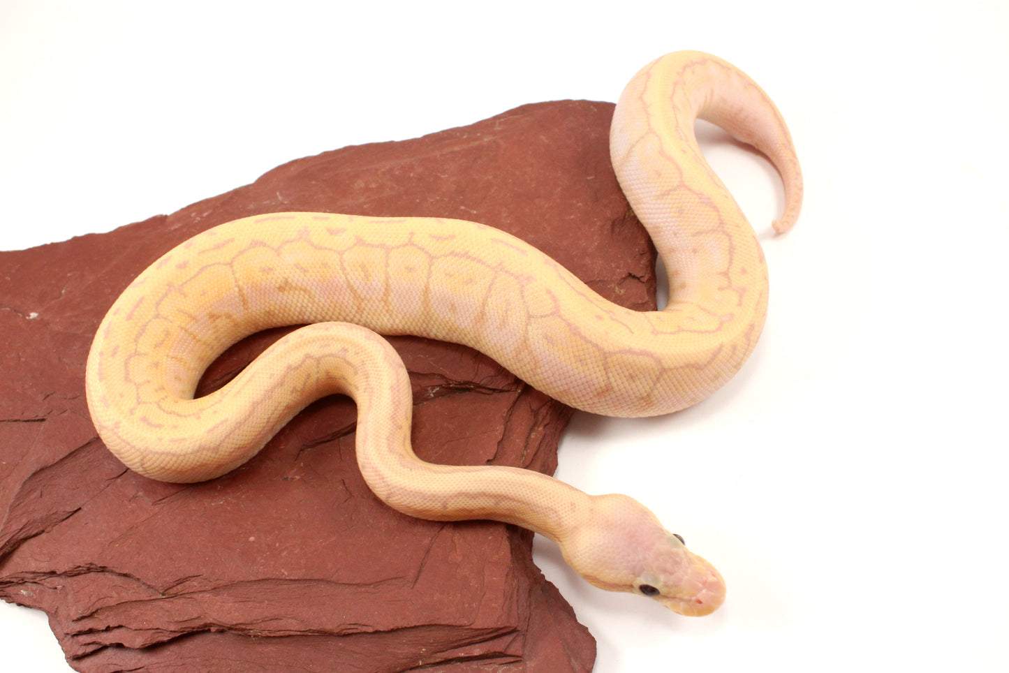 Banana Lemonblast Ball Python