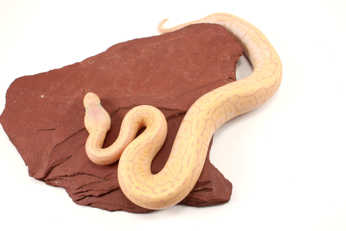 Banana Lemonblast Ball Python