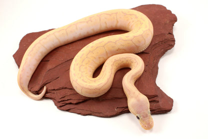 Banana Lemonblast Ball Python