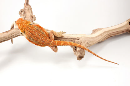 Hypo Orange Tiger Dunner Bearded Dragon