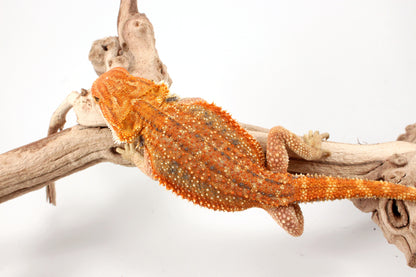 Hypo Orange Tiger Dunner Bearded Dragon