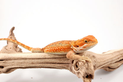 Hypo Orange Tiger Dunner Bearded Dragon