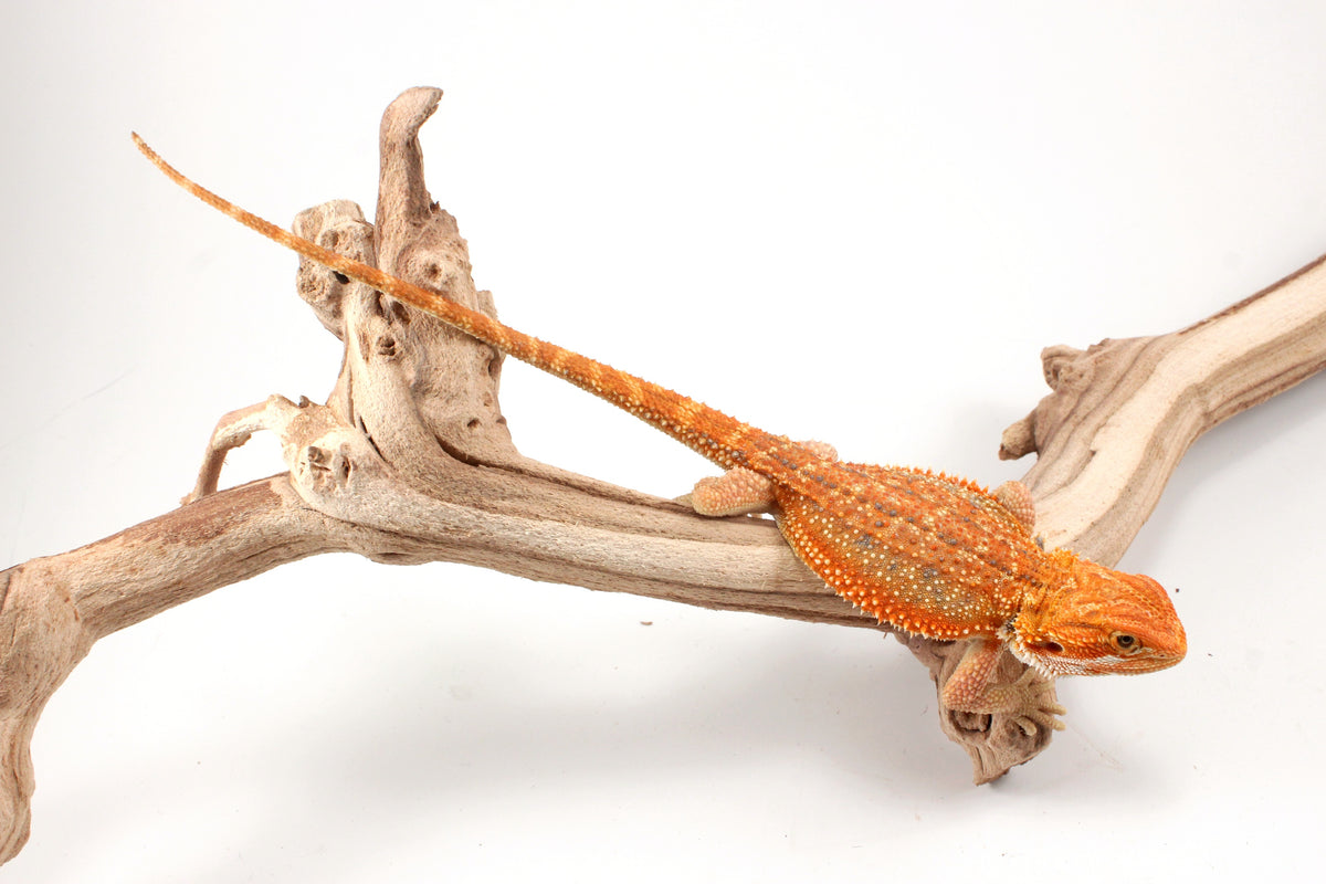 Hypo Orange Tiger Dunner Bearded Dragon