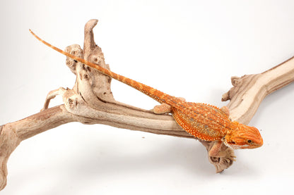 Hypo Orange Tiger Dunner Bearded Dragon