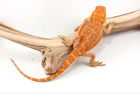 Hypo Orange Tiger Dunner Bearded Dragon