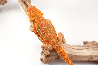 Hypo Orange Tiger Dunner Bearded Dragon