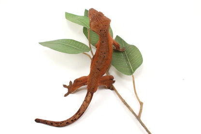 Red Phantom Dalmatian Crested Gecko