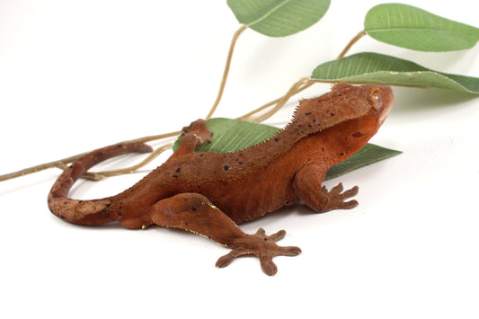 Red Phantom Dalmatian Crested Gecko