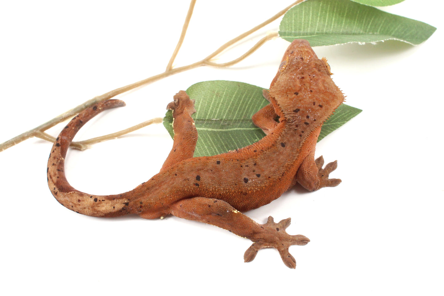 Red Phantom Dalmatian Crested Gecko