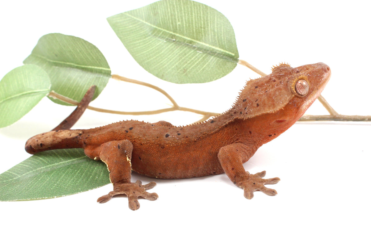 Red Phantom Dalmatian Crested Gecko