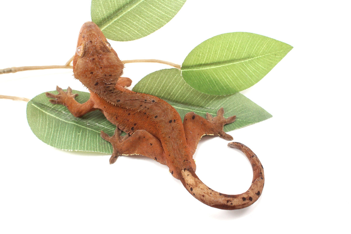 Red Phantom Dalmatian Crested Gecko