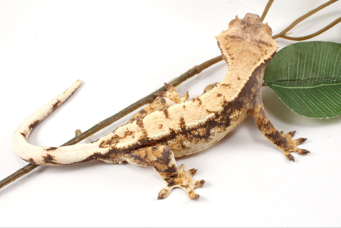 High White Extreme Harlequin Crested Gecko