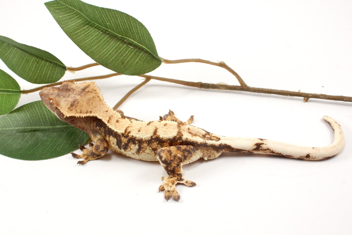 High White Extreme Harlequin Crested Gecko