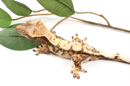 High White Extreme Harlequin Crested Gecko