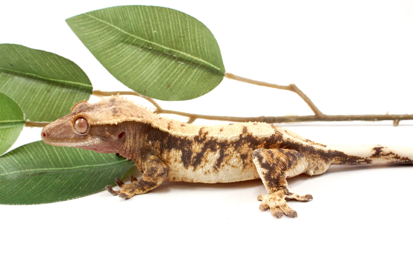 High White Extreme Harlequin Crested Gecko