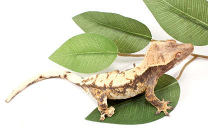 High White Extreme Harlequin Crested Gecko