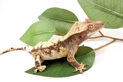 High White Extreme Harlequin Crested Gecko