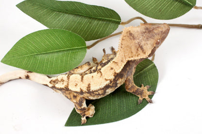 High White Extreme Harlequin Crested Gecko