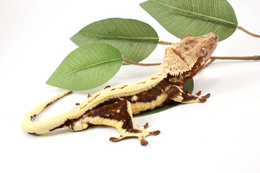 Lily White Crested Gecko