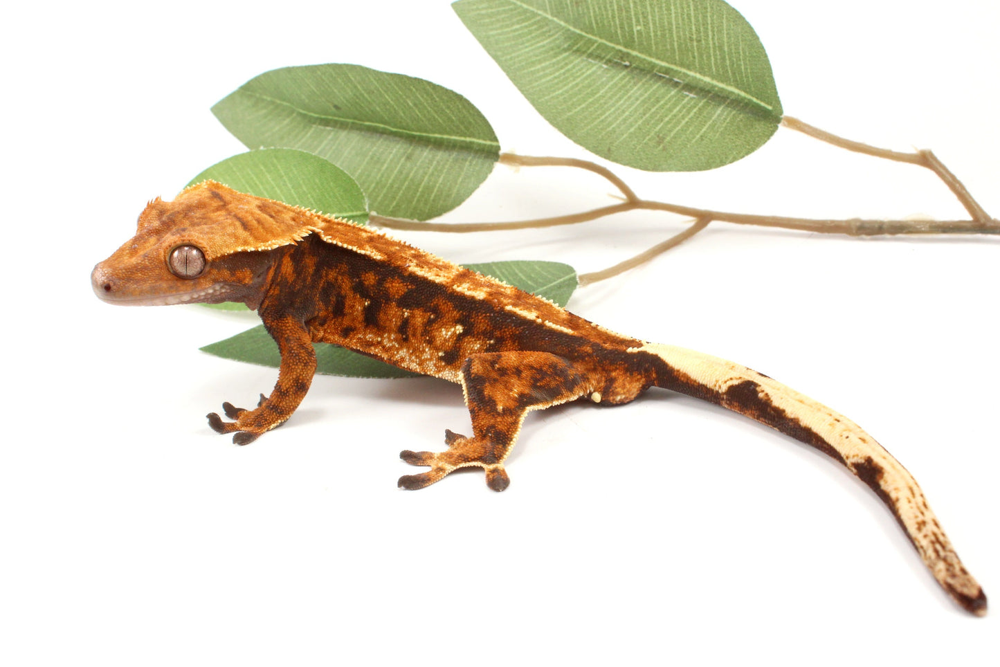 Chocolate Harlequin Crested Gecko