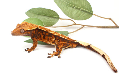 Chocolate Harlequin Crested Gecko