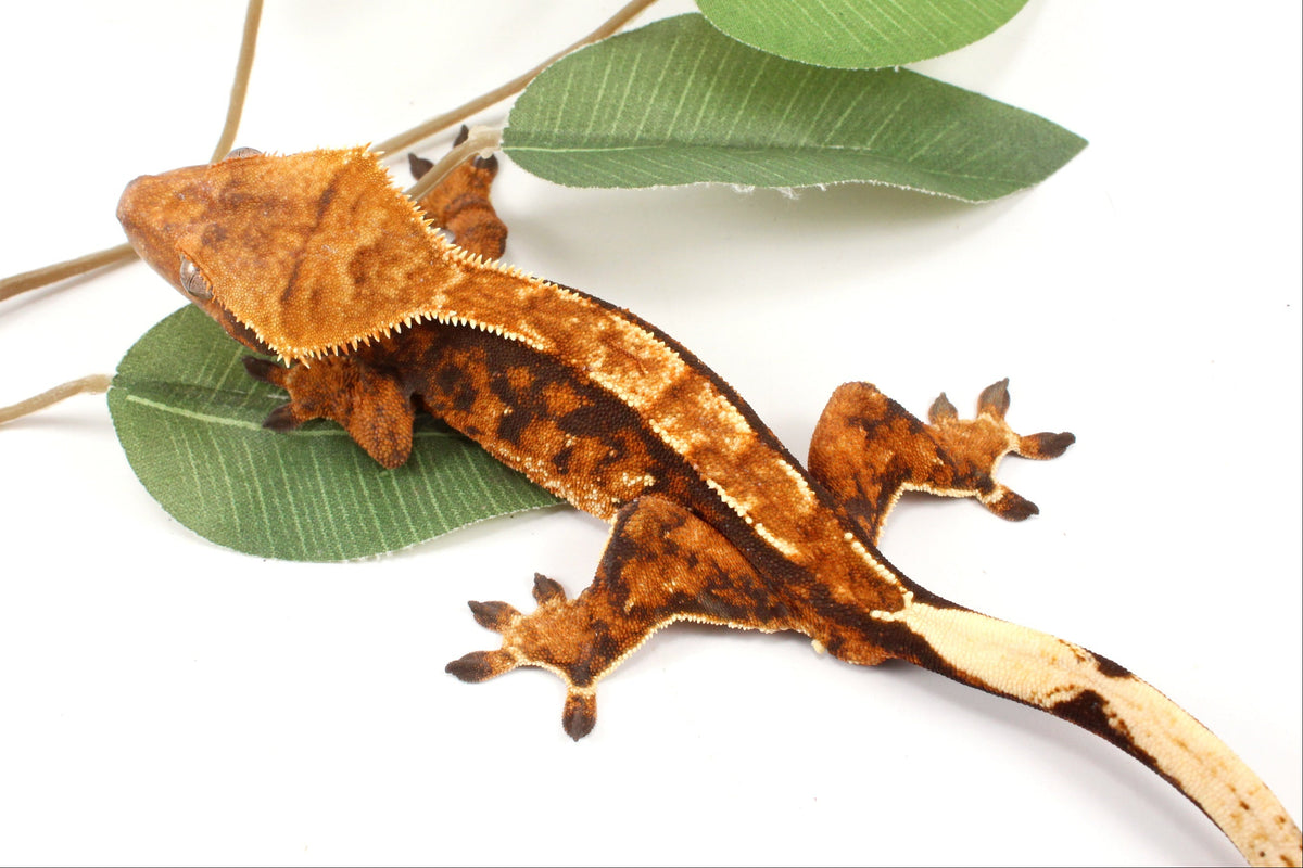 Chocolate Harlequin Crested Gecko